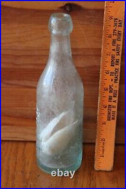 Rare CLAM GREW INSIDE a David Mayer Brewing Co Glass Beer Bottle Blob top NY